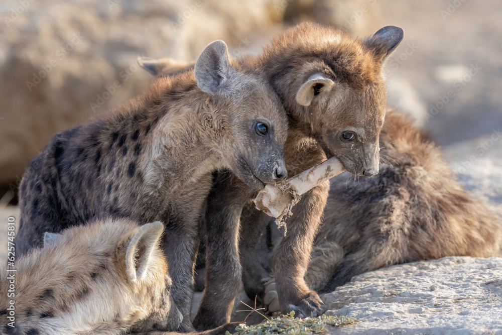Hyena cubs playing and eating after mama brought food - obrazy, fototapety, plakaty 