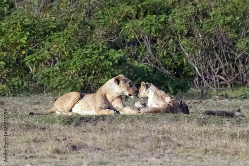 Lions Snuggling Loving Each Other
