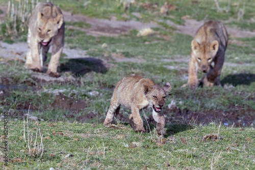 Lion Cubs Crossing a Creek in Kenya