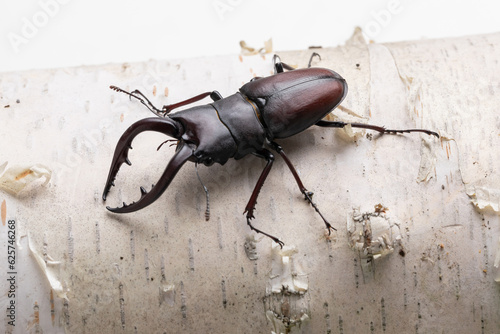 白樺とクワガタ stag beetle