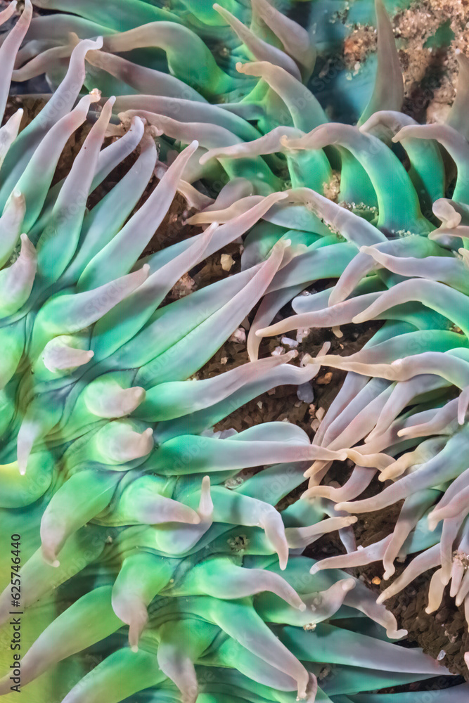 Obraz premium Colorful Anemone in tide pool in Monterey, California