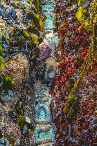 Colorful Anemone in tide pool in Monterey, California