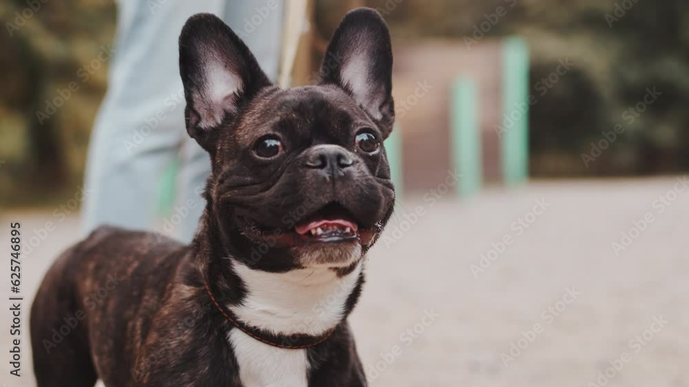 French bulldog close up standing at the outdoor dog training ground and looking at the camera before his owner starts to train it. Concept of proper pet care and handling French bulldog close up standing at the outdoor dog training ground and looking at the camera before his owner starts to train it. Concept of proper pet care and handling