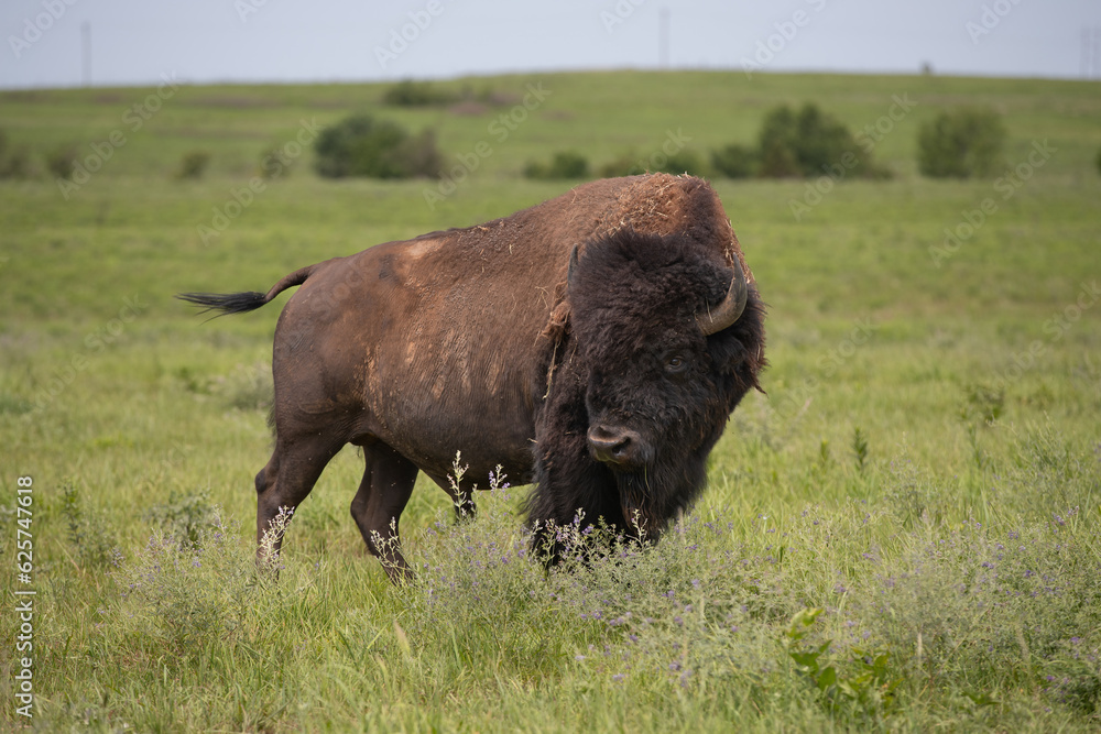 buffalo in the field