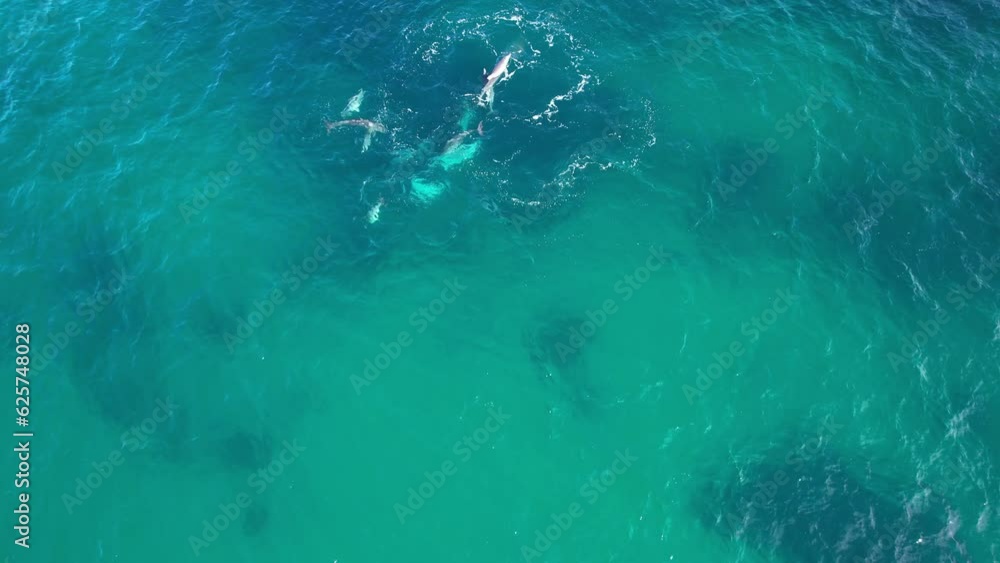 Pod of Playing Bottlenose Dolphins in Cabarita Beach, Tweed Shire, Bogangar, Northern Rivers, New South Wales, Australia Aerial Shot Pod of Playing Bottlenose Dolphins in Cabarita Beach, Tweed Shire, Bogangar, Northern Rivers, New South Wales, Australia Aerial Shot