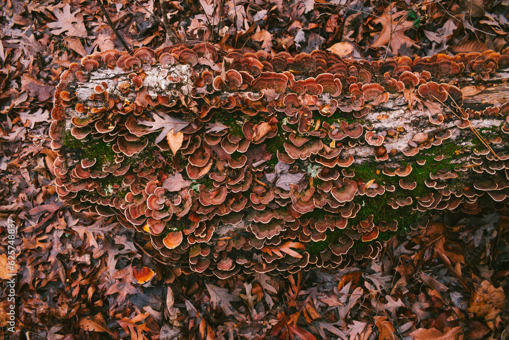 Red and brown lichen growing on a tree stump Red and brown lichen growing on a tree stump