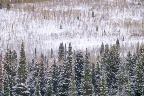 Sparse conifers in a snowy field in Utah in the winter photo