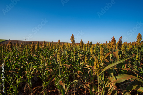 Fotografie sorghum plantation in sunny day