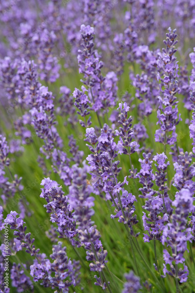 Blooming English Lavender plants up close on a farm Blooming English Lavender plants up close on a farm