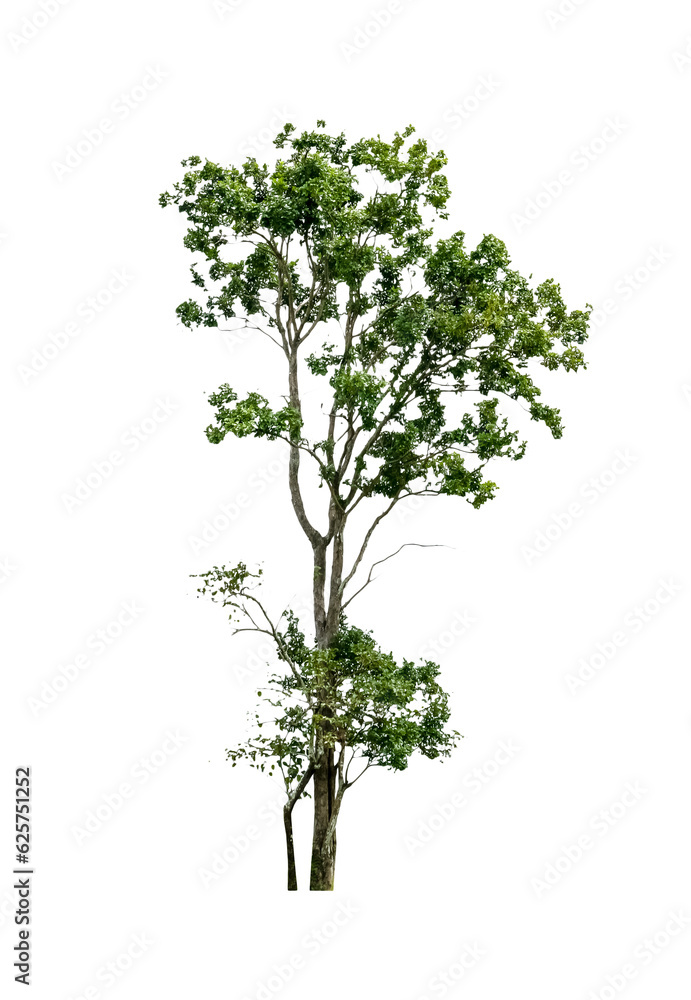 Green Tree Isolated Green Tree Isolated