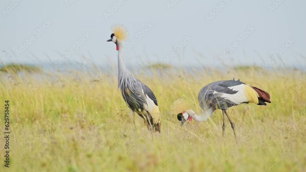 Slow Motion Shot of Two Grey Crowned Cranes grazing in tall grasslands close, feeding on the grasses in bright sunlight, windy conditions in the Masai Mara North Conservancy