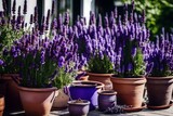 Beautiful pots with blooming purple lavender generated by AI tool