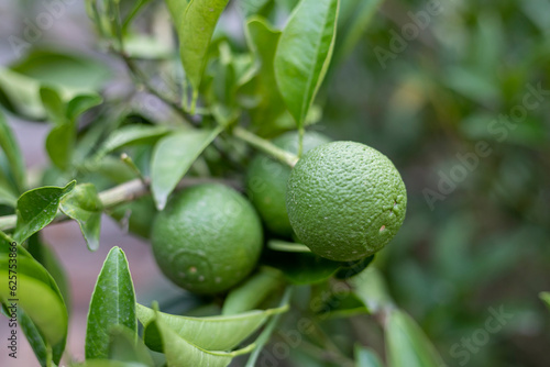 Closeup of a green unripe citrus fruit. selective focus