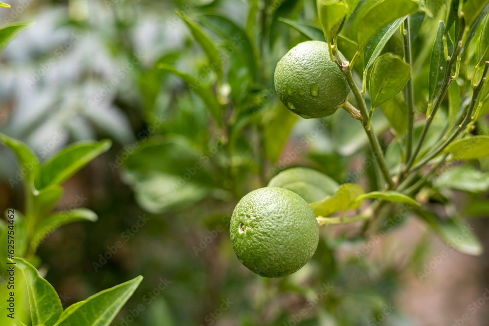 Small fruit growing on a citrus fruit tree in the orchard Small fruit growing on a citrus fruit tree in the orchard