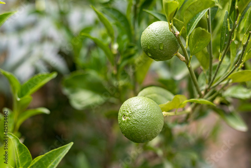 Small fruit growing on a citrus fruit tree in the orchard