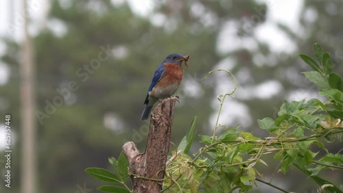 Eastern Bluebird Male with a Moth in its Beak.