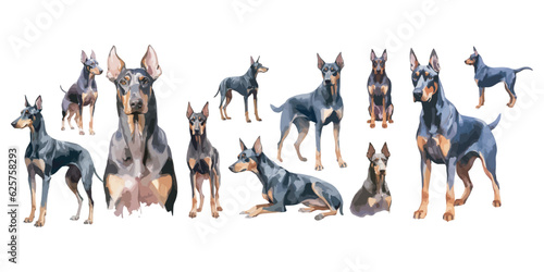 Watercolor Doberman dog clipart for graphic resources