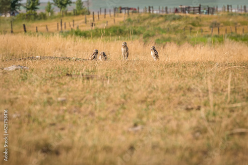 A family of four burrowing owls standing watch on the Canadian prairie