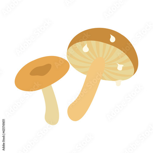 チチタケ。フラットなベクターイラスト。 Lactarius volemus. Flat designed vector illustration.