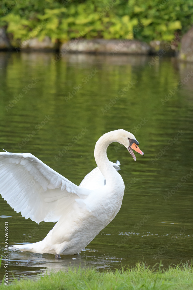 優雅に泳ぐ白鳥
