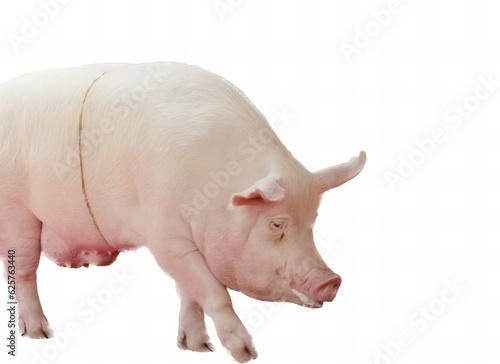 Fototapeta a photography of a pig with a white background, there is a pig that is standing up on a white surface