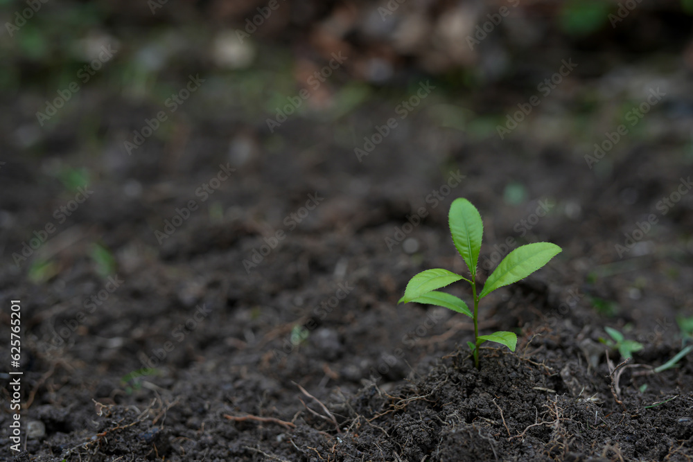 Hands of the farmer are planting the seedlings into the soil Hands of the farmer are planting the seedlings into the soil