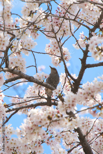 野鳥