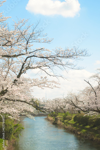 晴天の桜
