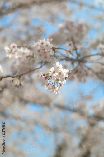 桜ポートレート © TETSUYA