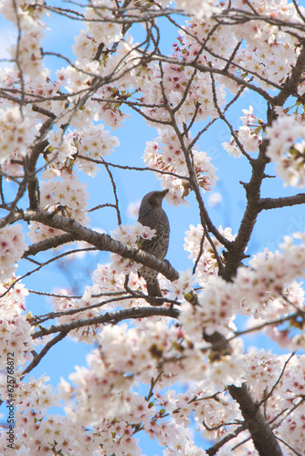 野鳥