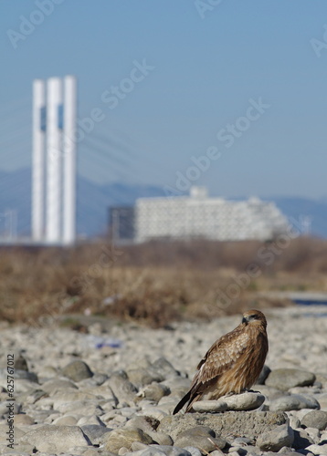多摩川の猛禽類