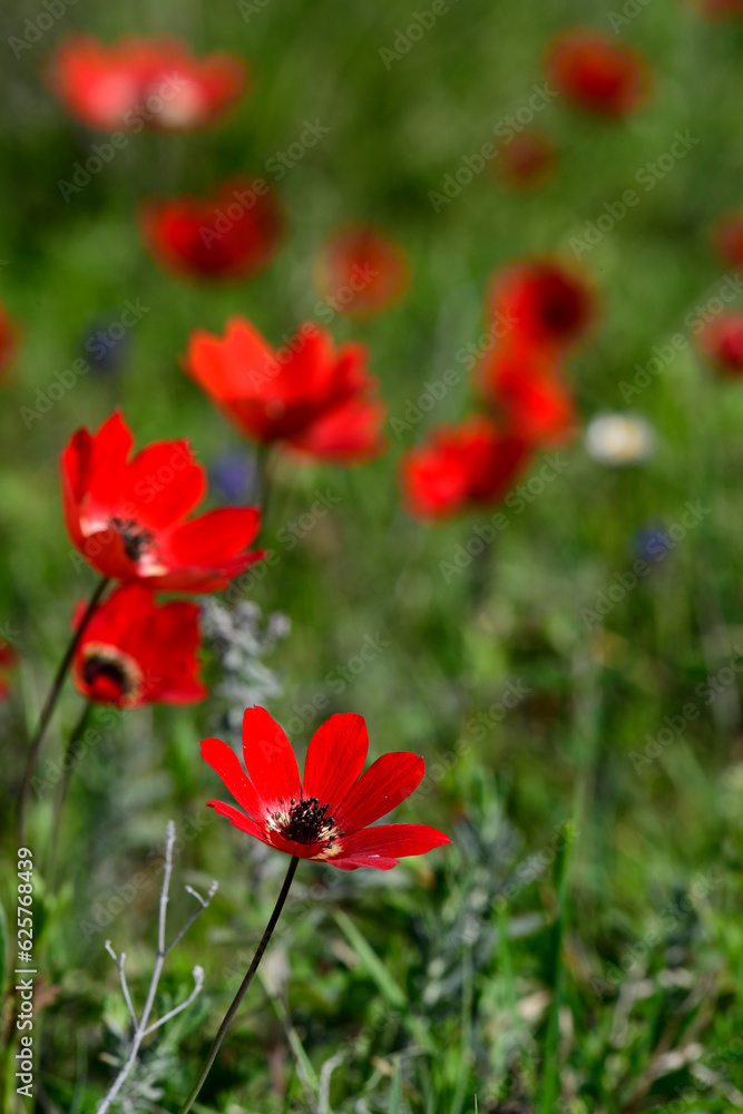 Poppy anemone // Kronen-Anemone (Anemone coronaria) - Mt. Olympos, Greece