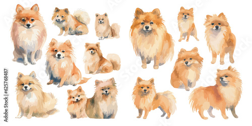 Watercolor Pomeranian dog clipart for graphic resources