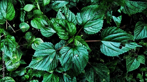 leaves in the forest