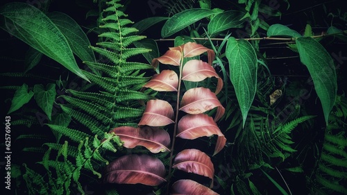Fern leaves