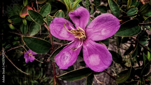 purple flower in the garden