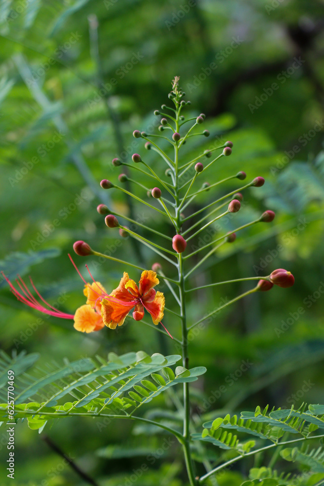 Red peacock flower closeup view with small flower bud. Beautiful red flower in a garden with green leaves. Caesalpinia pulcherrima flower bud close-up shot with a blurry background. Red peacock flower closeup view with small flower bud. Beautiful red flower in a garden with green leaves. Caesalpinia pulcherrima flower bud close-up shot with a blurry background.