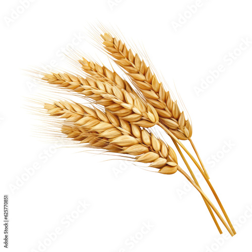 ears of wheat isolated on transparent background cutout