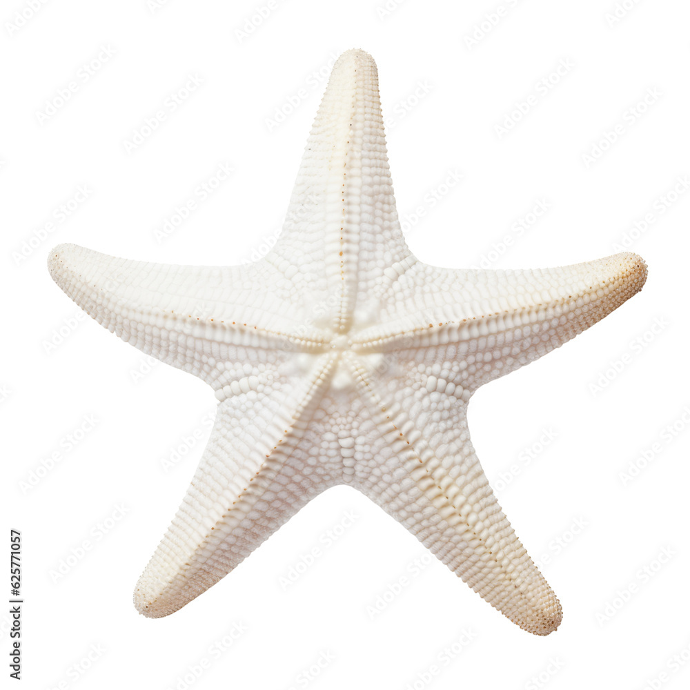 starfish isolated on transparent background cutout starfish isolated on transparent background cutout