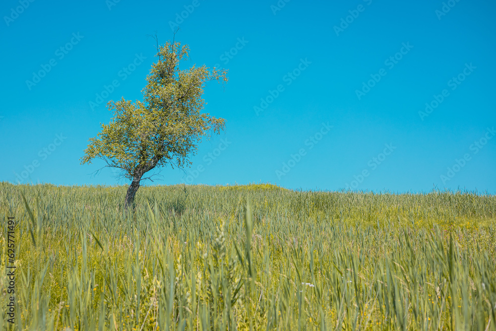 Sole lonely tree between the meadows with long grass and light blue sky. Summer setting on a field with lonely tree. Sole lonely tree between the meadows with long grass and light blue sky. Summer setting on a field with lonely tree.