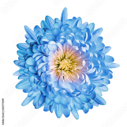 Fototapeta Naklejka Na Ścianę i Meble -  Blue    chrysanthemum flower  on  isolated background with clipping path. Closeup..  Transparent background.  Top view.  Nature.