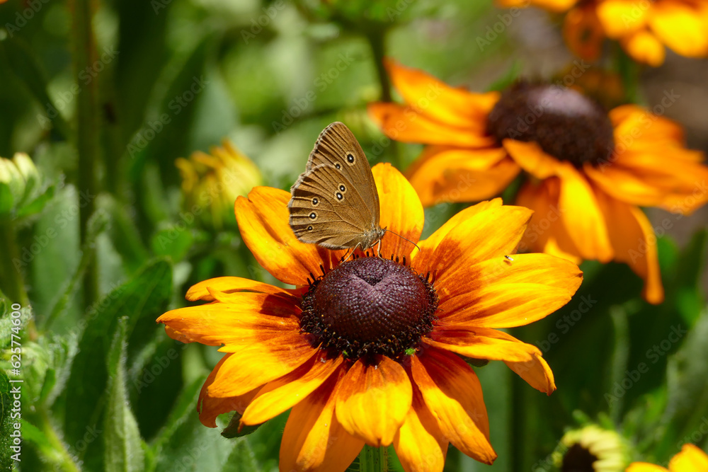 Obraz premium Brauner Waldvogel Schmetterling