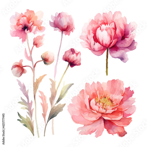 peony flower set watercolor illustration