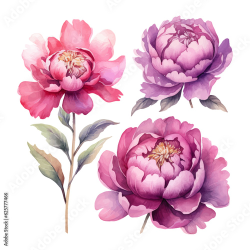 peony flower set watercolor illustration