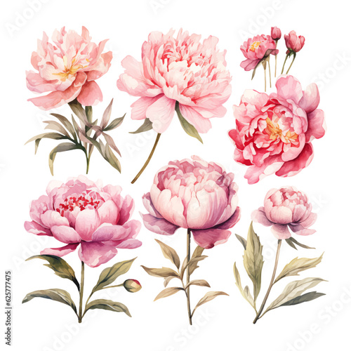 peony flower set watercolor illustration