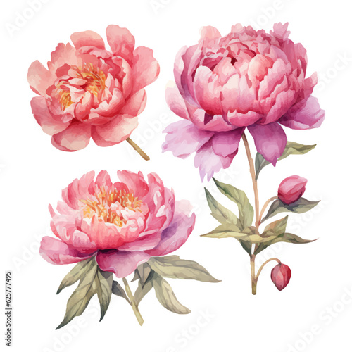 peony flower set watercolor illustration