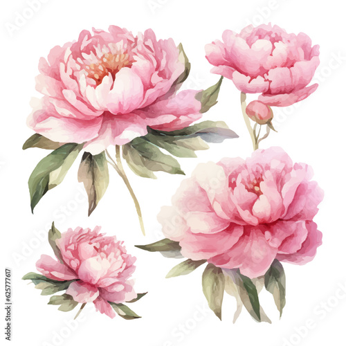 peony flower set watercolor illustration