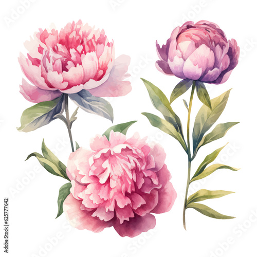 peony flower set watercolor illustration photo