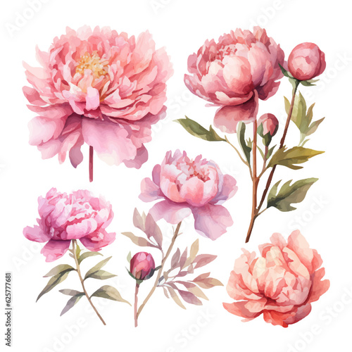 peony flower set watercolor illustration