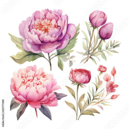 peony flower set watercolor illustration © fledermausstudio